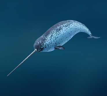 narval